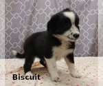 Small Miniature Australian Shepherd