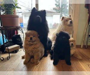 Chow Chow Litter for sale in ROLLING MEADOWS, IL, USA