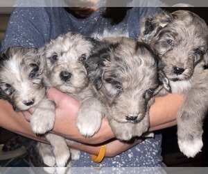 Aussiedoodle Litter for sale in MUNFORDVILLE, KY, USA