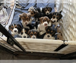 Beagle Litter for sale in BROWNSVILLE, OR, USA