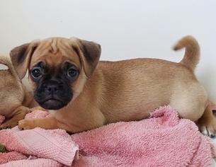 Puggle Litter for sale in MACUNGIE, PA, USA