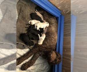 Goldendoodle Litter for sale in BRYAN, TX, USA