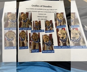 Double Doodle Litter for sale in BEERSHEBA SPRINGS, TN, USA