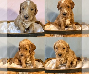 Goldendoodle (Miniature) Litter for sale in GAFFNEY, SC, USA