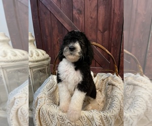 Sheepadoodle Litter for sale in HASLET, TX, USA