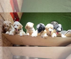 Poodle (Standard) Litter for sale in REWEY, WI, USA