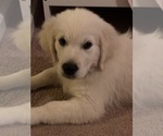 Small Photo #1 English Cream Golden Retriever Puppy For Sale in WENDELL, NC, USA