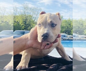 American Bully Litter for sale in LUMBERTON, NC, USA