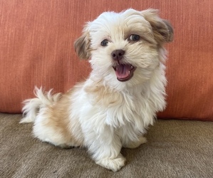 Mal-Shi-Shih Tzu Mix Litter for sale in HASTINGS, MI, USA