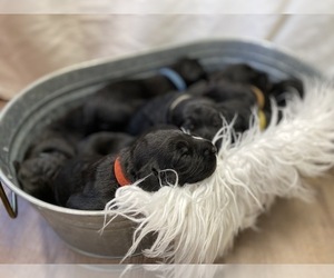Labradoodle Litter for sale in CLINTON, MO, USA