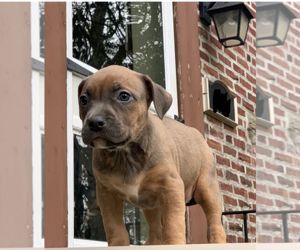 American Pit Bull Terrier Litter for sale in WYNCOTE, PA, USA