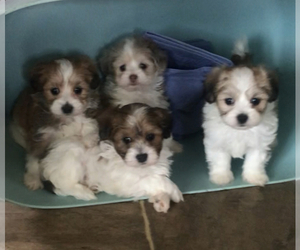 Poovanese Litter for sale in MILLERSBURG, OH, USA