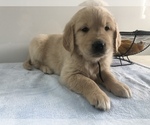 Small Golden Retriever