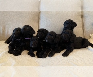 Goldendoodle Litter for sale in GREENVILLE, KY, USA