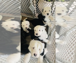 Sheepadoodle Litter for sale in FORT WORTH, TX, USA