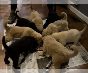 Goldendoodle-Shepadoodle Mix Litter for sale in NORTONVILLE, KY, USA