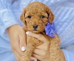 Goldendoodle (Miniature) Litter for sale in FREDERICK, MD, USA