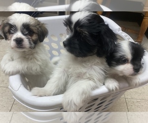 Mal-Shi-Shih Tzu Mix Litter for sale in HASTINGS, MI, USA