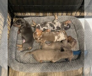 Dachshund Litter for sale in KATY, TX, USA