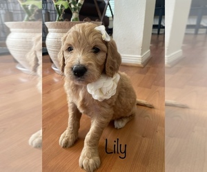 Goldendoodle Litter for sale in HOUSTON, TX, USA