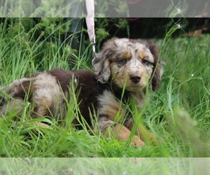 Miniature American Shepherd-Poodle (Miniature) Mix Litter for sale in GREER, ID, USA