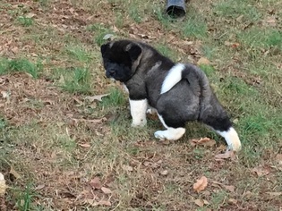 Akita Litter for sale in GRIFFIN, GA, USA