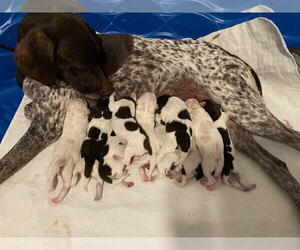 German Shorthaired Pointer Litter for sale in WEST COVINA, CA, USA
