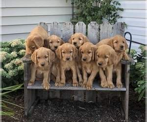 Golden Retriever Litter for sale in THORP, WI, USA