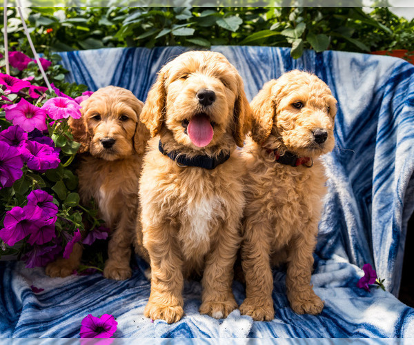 Medium Photo #1 Goldendoodle-Poodle (Miniature) Mix Puppy For Sale in WAKARUSA, IN, USA