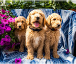 Small Photo #1 Goldendoodle-Poodle (Miniature) Mix Puppy For Sale in WAKARUSA, IN, USA