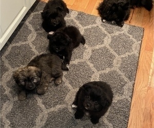 Pomeranian-Zuchon Mix Litter for sale in SAMMAMISH, WA, USA