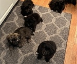 Small Photo #1 Pomeranian-Zuchon Mix Puppy For Sale in SAMMAMISH, WA, USA