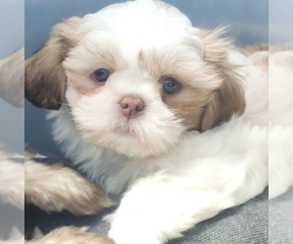Medium Photo #1 Shih Tzu Puppy For Sale in GILBERT, AZ, USA