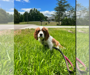 Cavalier King Charles Spaniel Litter for sale in MOUNT AIRY, NC, USA