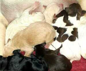 German Shorthaired Lab Litter for sale in WENATCHEE, WA, USA