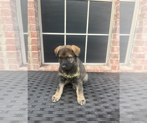 German Shepherd Dog Litter for sale in LANCASTER, TX, USA