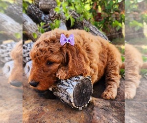 Goldendoodle Litter for sale in BANGS, TX, USA