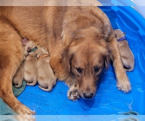 Golden Retriever Litter for sale in MODESTO, CA, USA