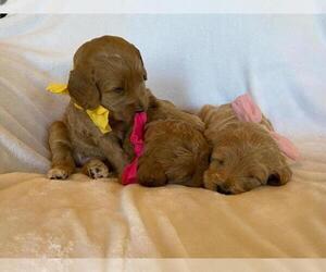 Miniature Labradoodle Litter for sale in CHEYENNE, WY, USA
