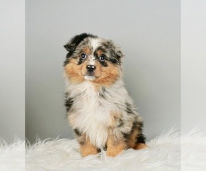 Australian Shepherd Litter for sale in WARSAW, IN, USA