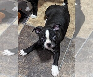 Boston Terrier Litter for sale in FLINT, MI, USA