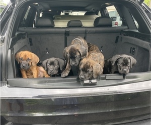 Cane Corso Litter for sale in CLINTON, MD, USA