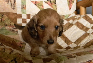 Medium Dachshund