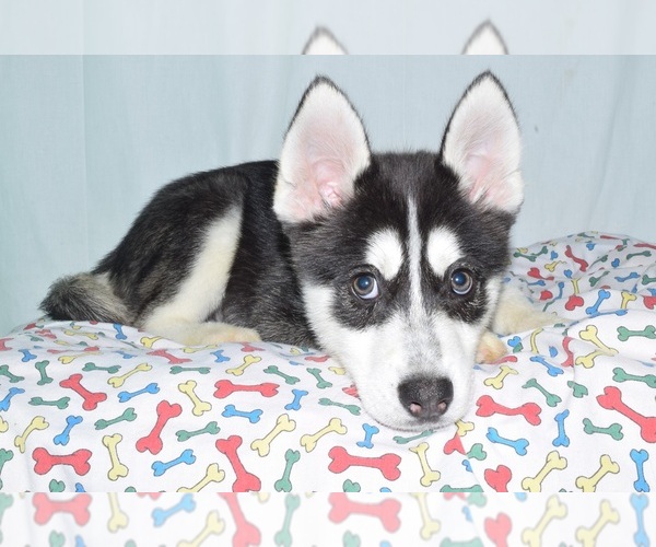 Medium Photo #1 Siberian Husky Puppy For Sale in PATERSON, NJ, USA