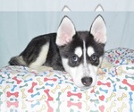 Small Photo #1 Siberian Husky Puppy For Sale in PATERSON, NJ, USA