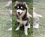 Small Photo #1 Pomsky Puppy For Sale in JACKSONVILLE, FL, USA