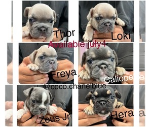 French Bulldog Litter for sale in PEMBROKE PINES, FL, USA