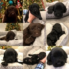 Labradoodle Litter for sale in FULSHEAR, TX, USA