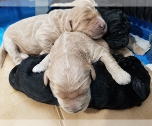 Labradoodle Litter for sale in JEFFERSON CTY, MO, USA