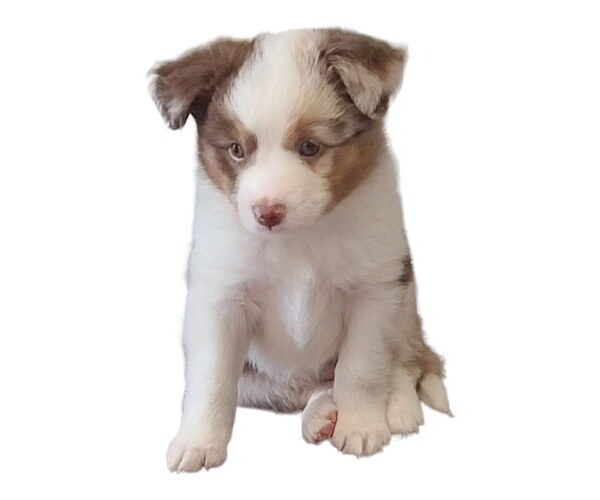 Medium Photo #1 Miniature Australian Shepherd Puppy For Sale in WALLER, TX, USA